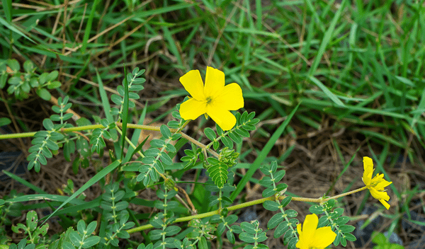 tribulus-terrestris-herbar-4