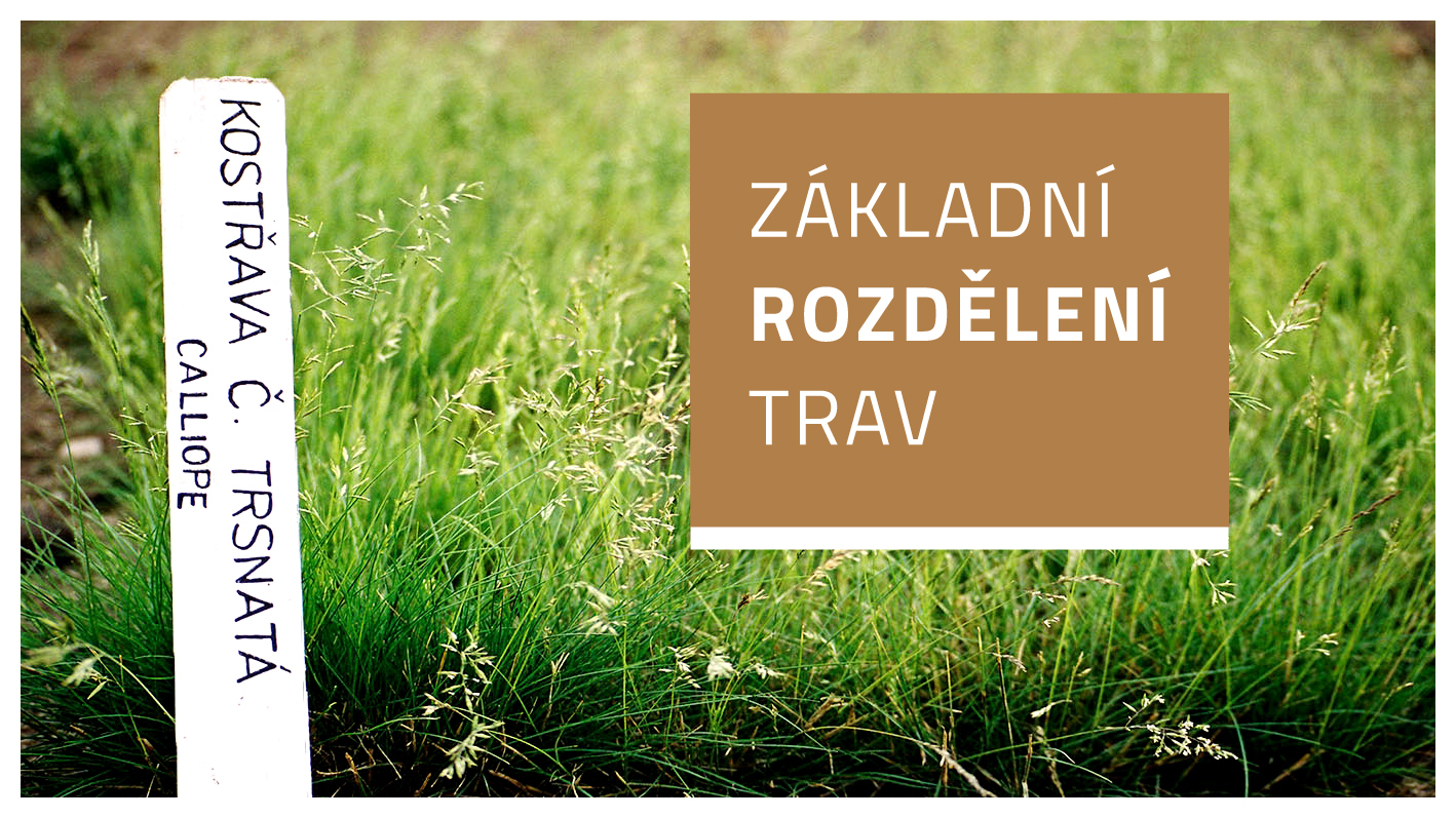 Základní rozdělení trav