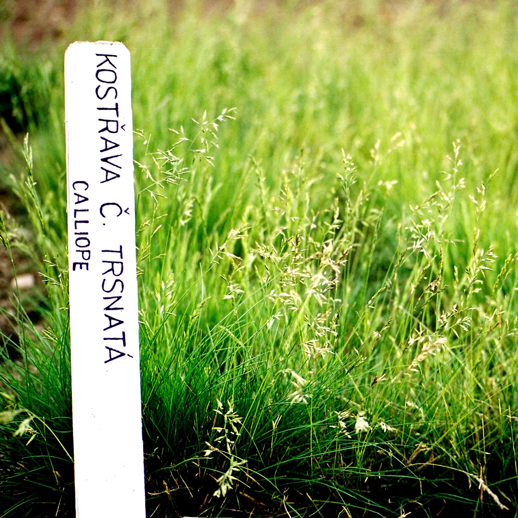 Základní rozdělení trav