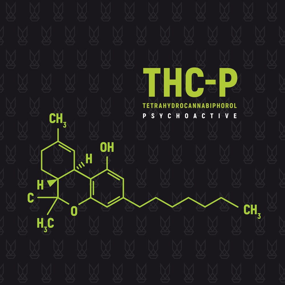 Co je THC-P (Tetrahydrocannabiphorol) ?