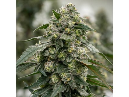 THC Design Banana Jelly Main Image