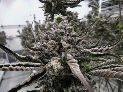 permanent marker on vine at northridge 2023 david downsleafly