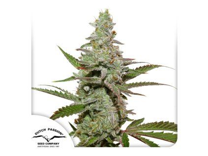 Amsterdam Amnesia Dutch Passion Seed company