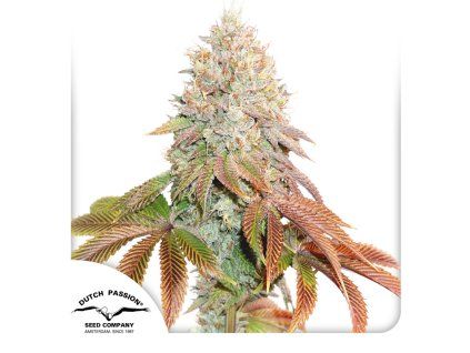 Auto Banana Blaze Dutch Passion Seed company