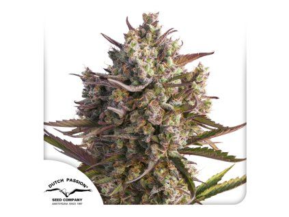 Auto Blueberry Dutch Passion Seed company
