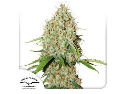 Auto Brooklyn Sunrise Dutch Passion Seed company