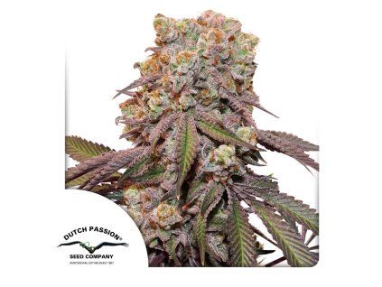 Auto Candy Bubatz XL Dutch Passion Seed company