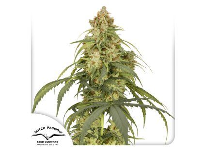 Auto CBD Victory Dutch Passion Seed company