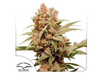 CBG Force Dutch Passion Seed company