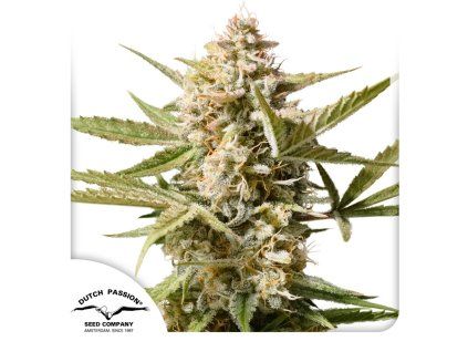 Auto Cinderella Jack Dutch Passion Seed company