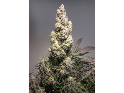 Auto Colorado Cookies Dutch Passion Seed company v2C