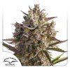 Auto Blueberry Dutch Passion Seed company