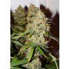 Auto Brooklyn Sunrise Dutch Passion Seed company v2B