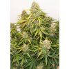 Auto Brooklyn Sunrise Dutch Passion Seed company v2C