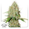 Auto Brooklyn Sunrise Dutch Passion Seed company