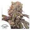 Auto Candy Bubatz XL Dutch Passion Seed company