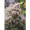 Auto Cinderella Jack Dutch Passion Seed company v2B