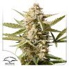 Auto Cinderella Jack Dutch Passion Seed company