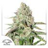 Auto Colorado Cookies Dutch Passion Seed company