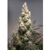 Auto Colorado Cookies Dutch Passion Seed company v2C