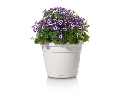 Rustico (Barva Roibos, Velikost Rustico 35)