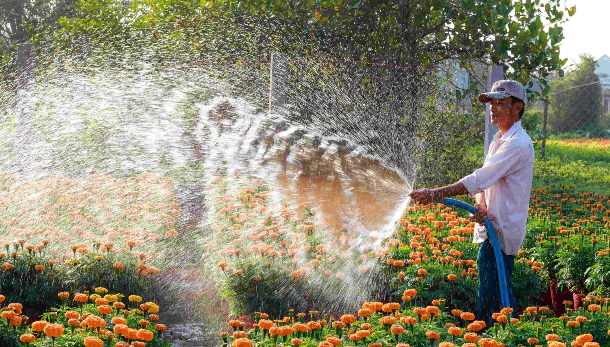 Ako správne zalievať rastliny? 💦🌱