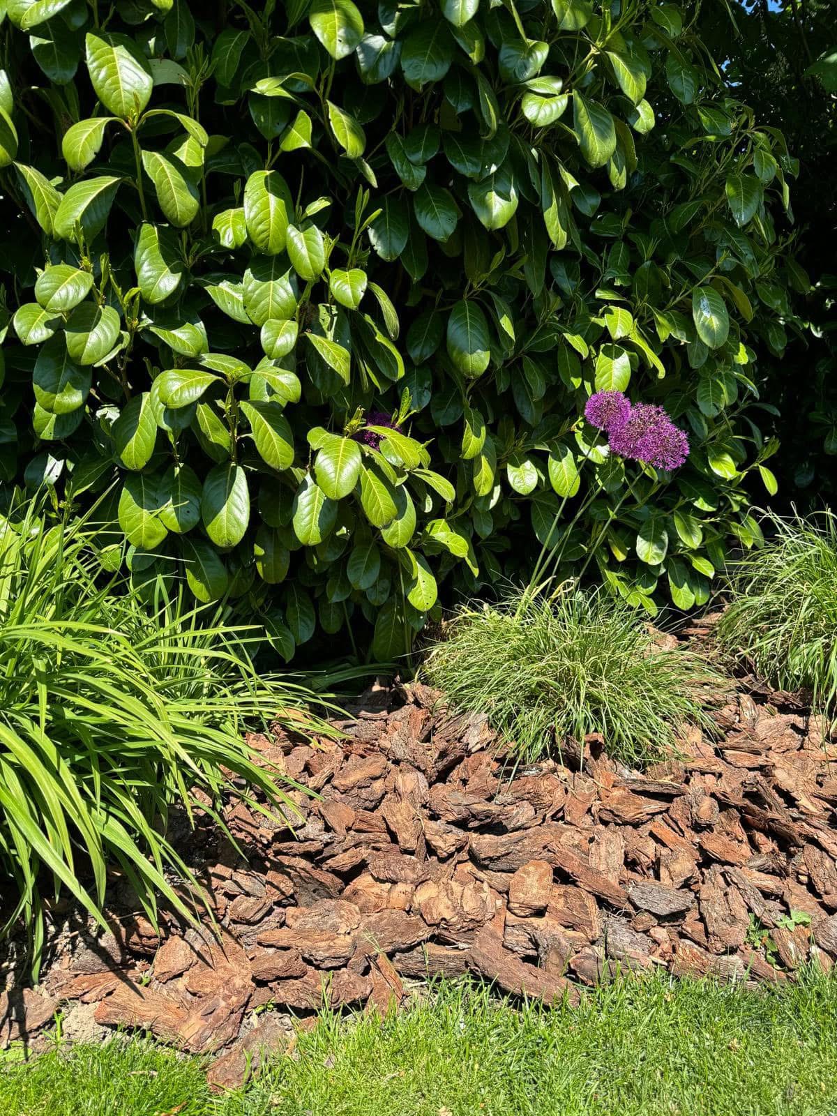 Piniová kôra - Prírodný poklad pre vašu záhradu 🌲