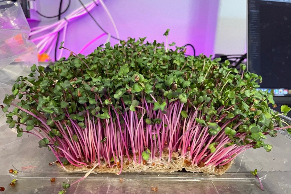 Microgreens – Malé rastliny, obrovská sila! 🌱