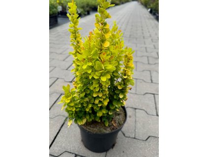 d88010 20eead951a574761bba51c0788220ba6~mv2