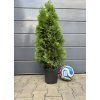 Thuja smaragd