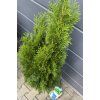Thuja smaragd