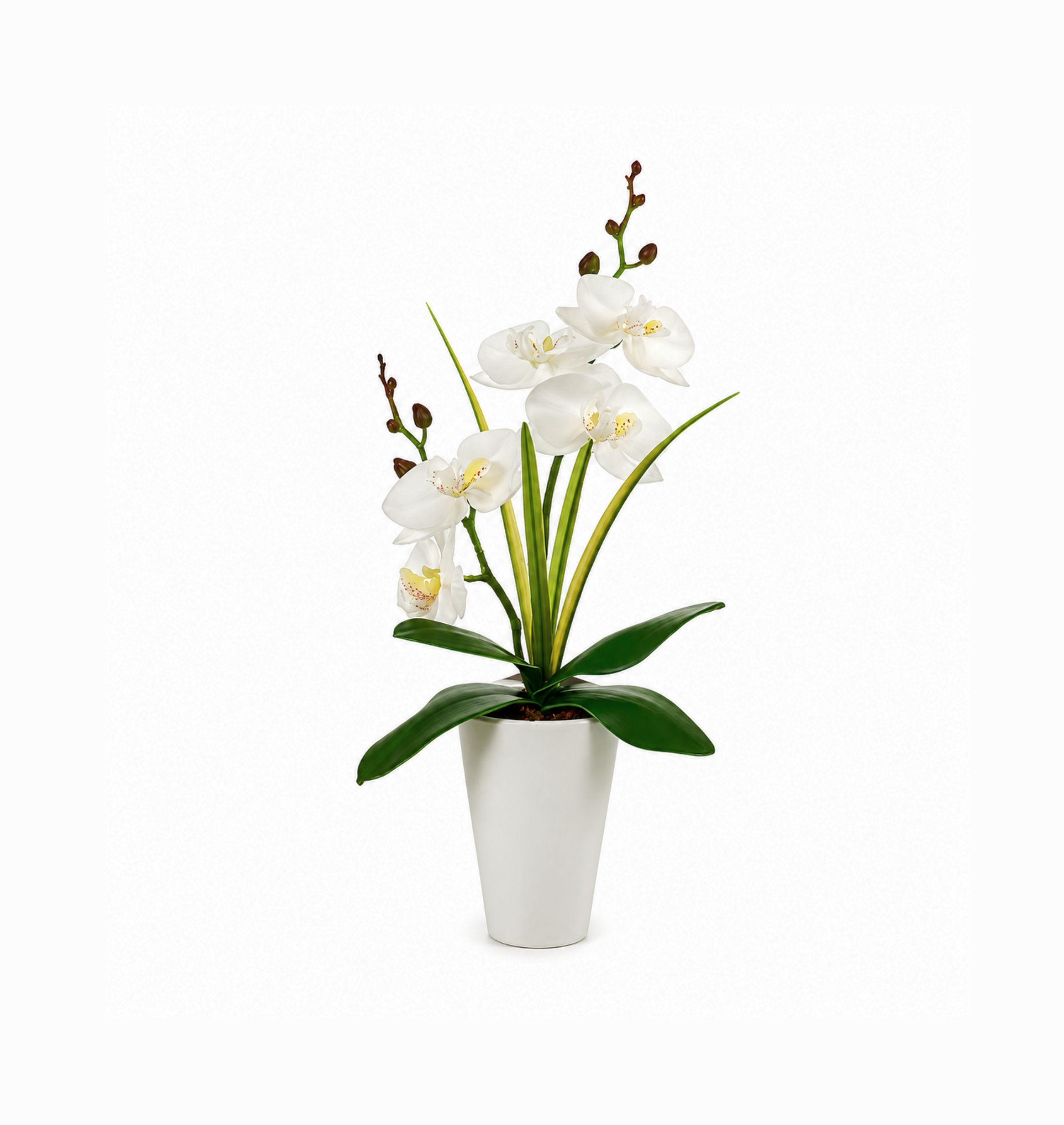 Orchidej v bílém květináči Blanco 37 cm