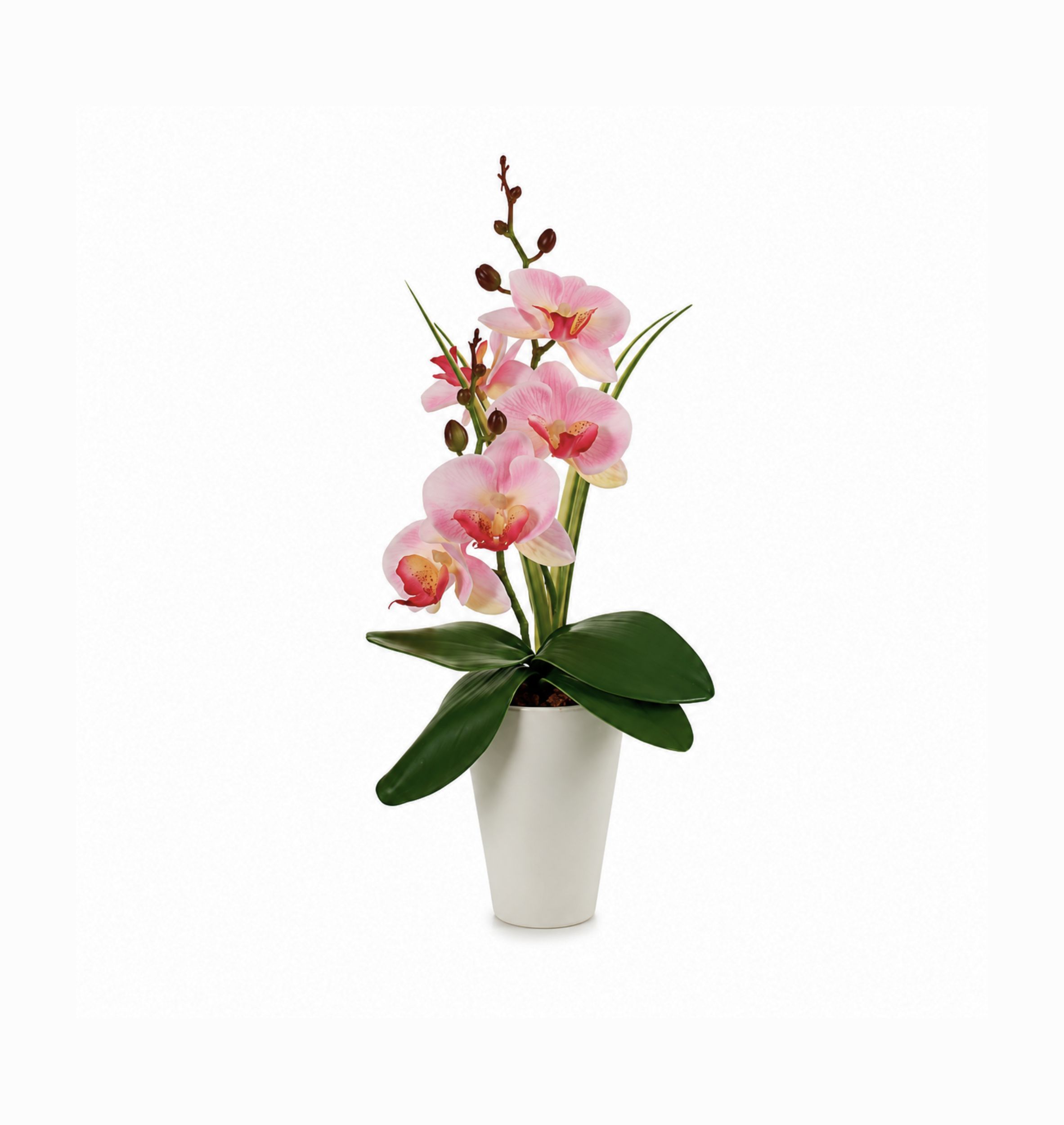 Ibergarden Orchidej v bílém květináči Rosa 37 cm