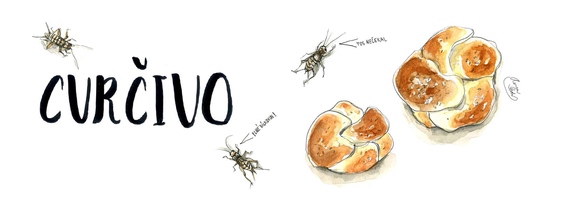 cvrcivo