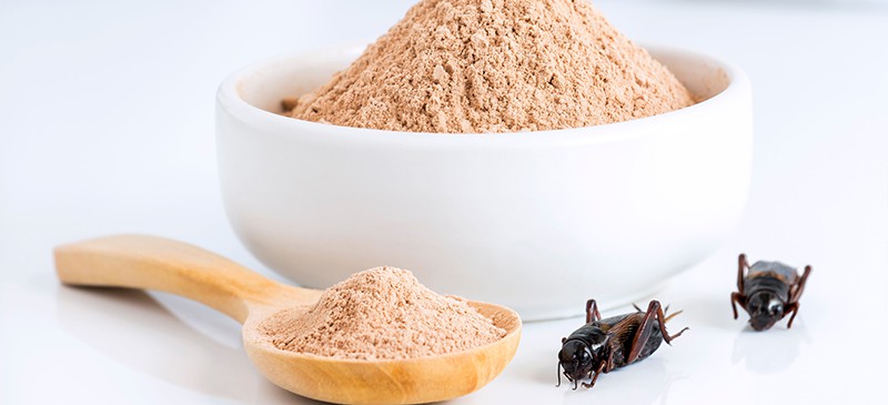 Cricket flour (sort of) to save the world