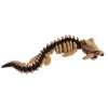 Mosasaurus