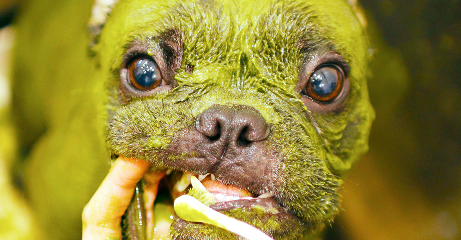 Ayurveda pro zvířata nebo trend zelených psů?