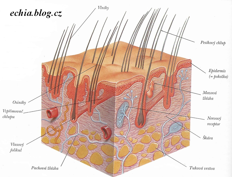 Čo by ste mali zvážiť pred kúpou ...