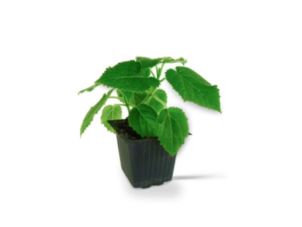 Paulownia SuperHybrid 9503