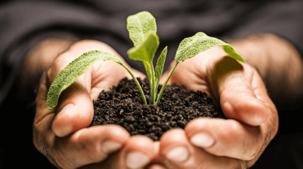 Jaké jsou fáze života rostlin?