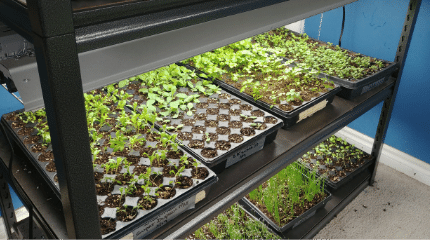 1. díl Začínáme pěstovat indoor