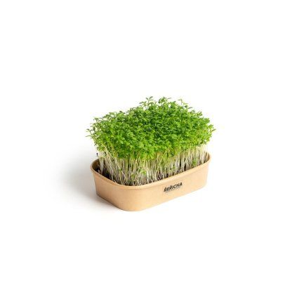 Pěstebna Kit na microgreens - řeřicha