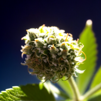 Trichomy, Malé Krystaly s Velkým Významem