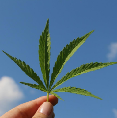 Konopné Terpeny: Aromata Rostliny s Mnoha Efekty