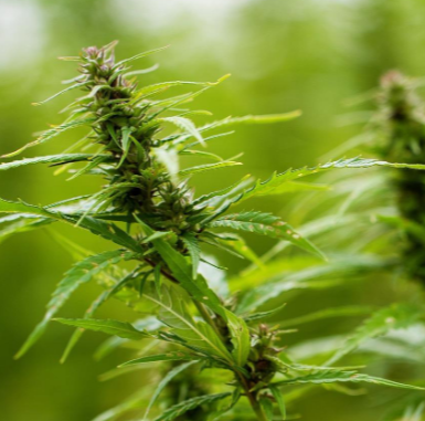 Feminizovaná Semena Konopí: Co To Jsou a Jak Fungují