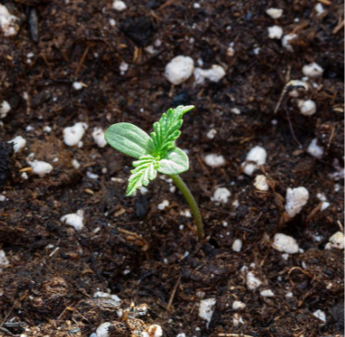 Přírodní Hnojiva: Zdravější Způsob Podpory Růstu Rostlin