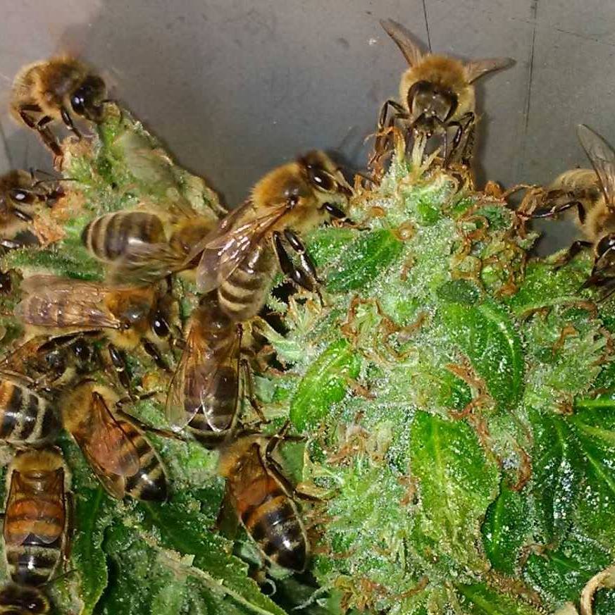 Včely, které produkují konopný med