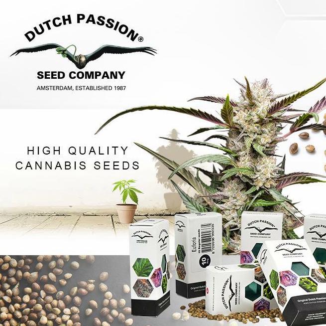 Top Oldschool Strainy Seedbanky Dutch Passion: Přehled Kultovních Odrůd