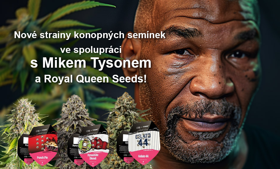 Tyson konopná semínka royal queen seeds