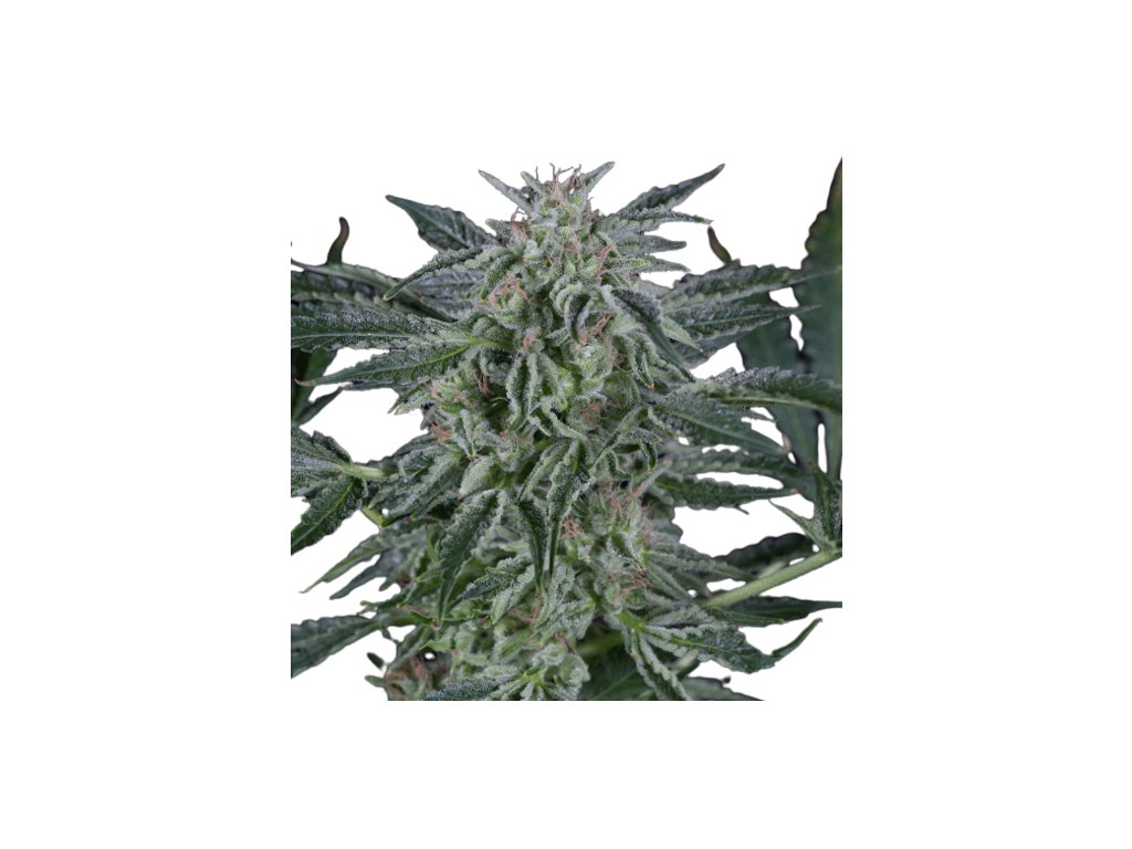 critical jack auto silent seeds.png